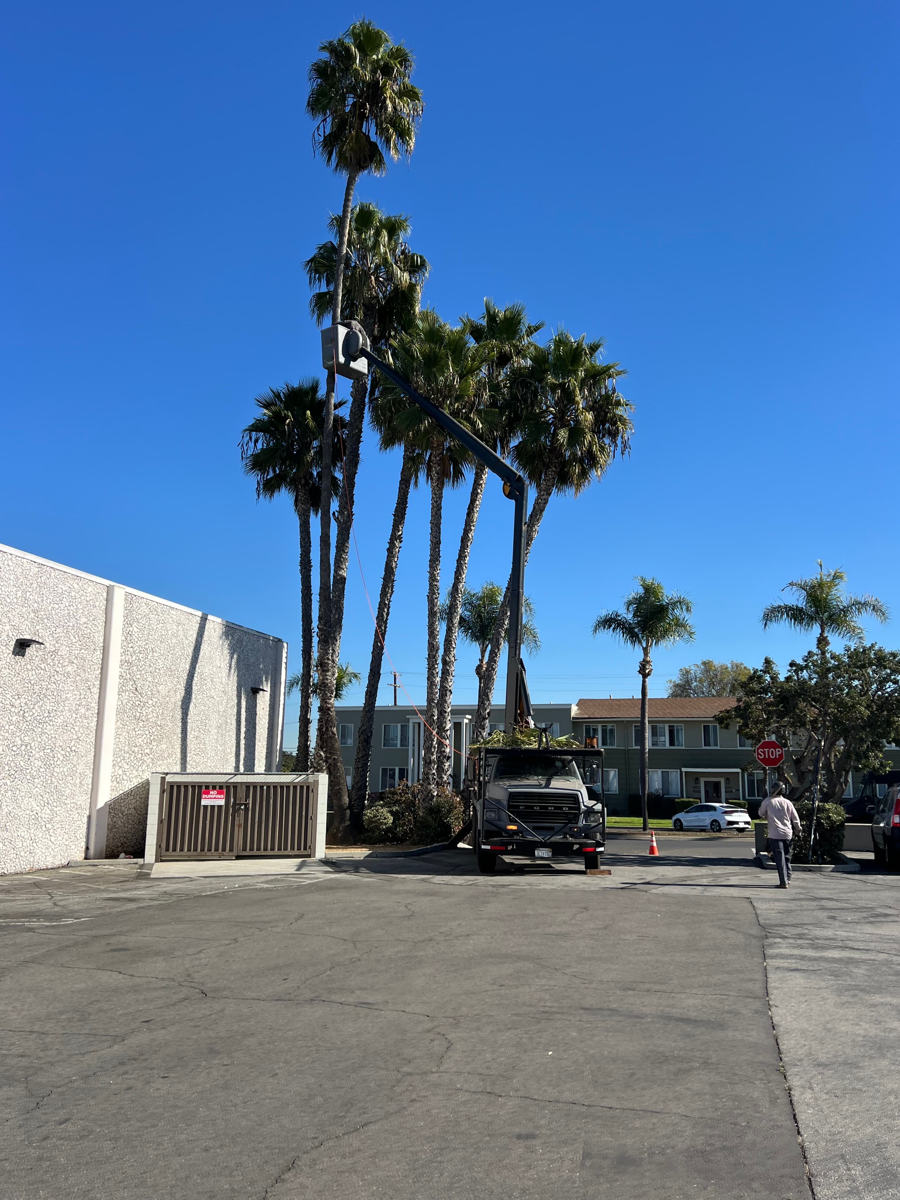 Palm crown cleaned up after service