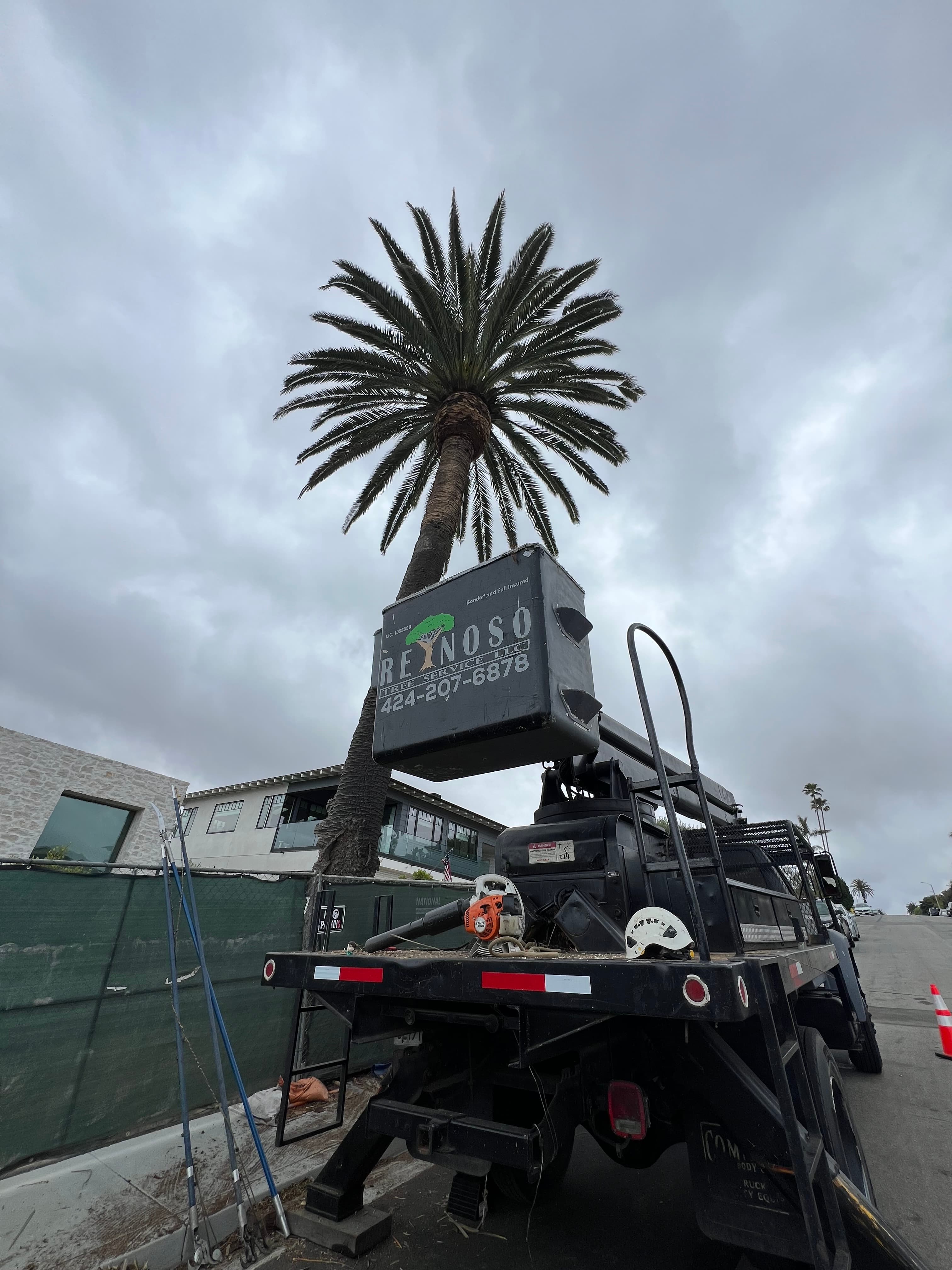 Reynoso crew working a large tree job