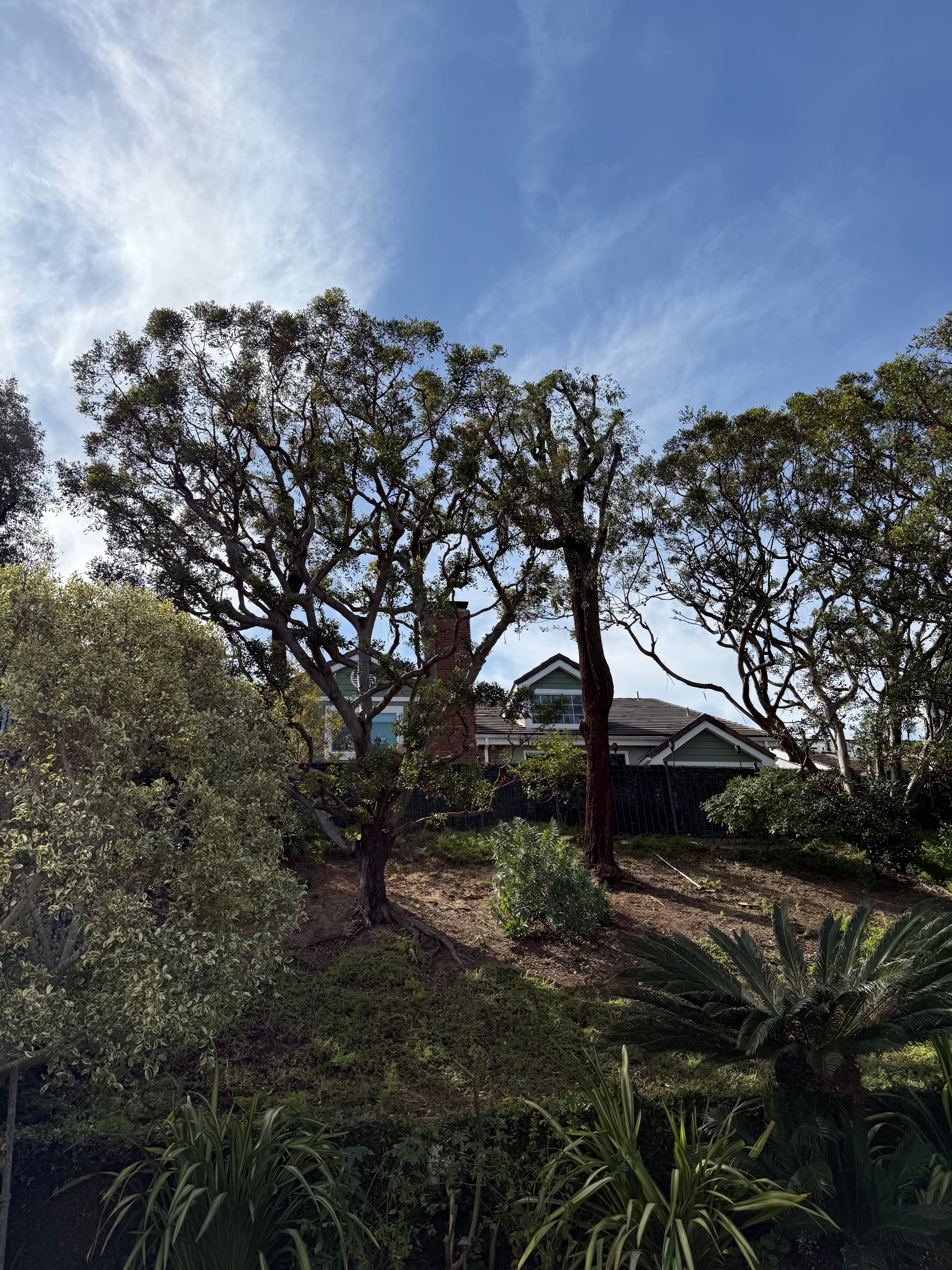Mature shade tree beside a Los Angeles home