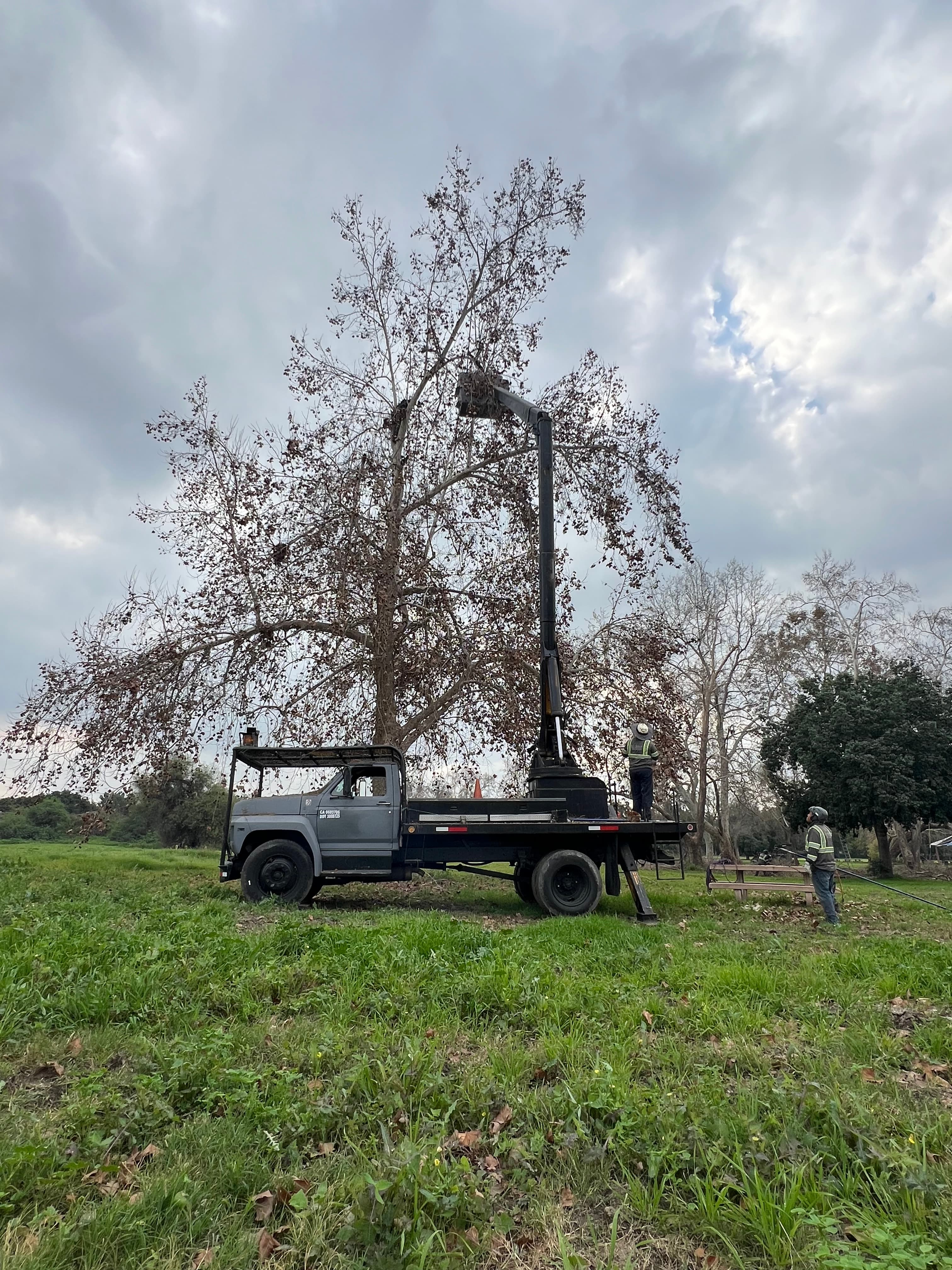 Large branch removal in a backyard