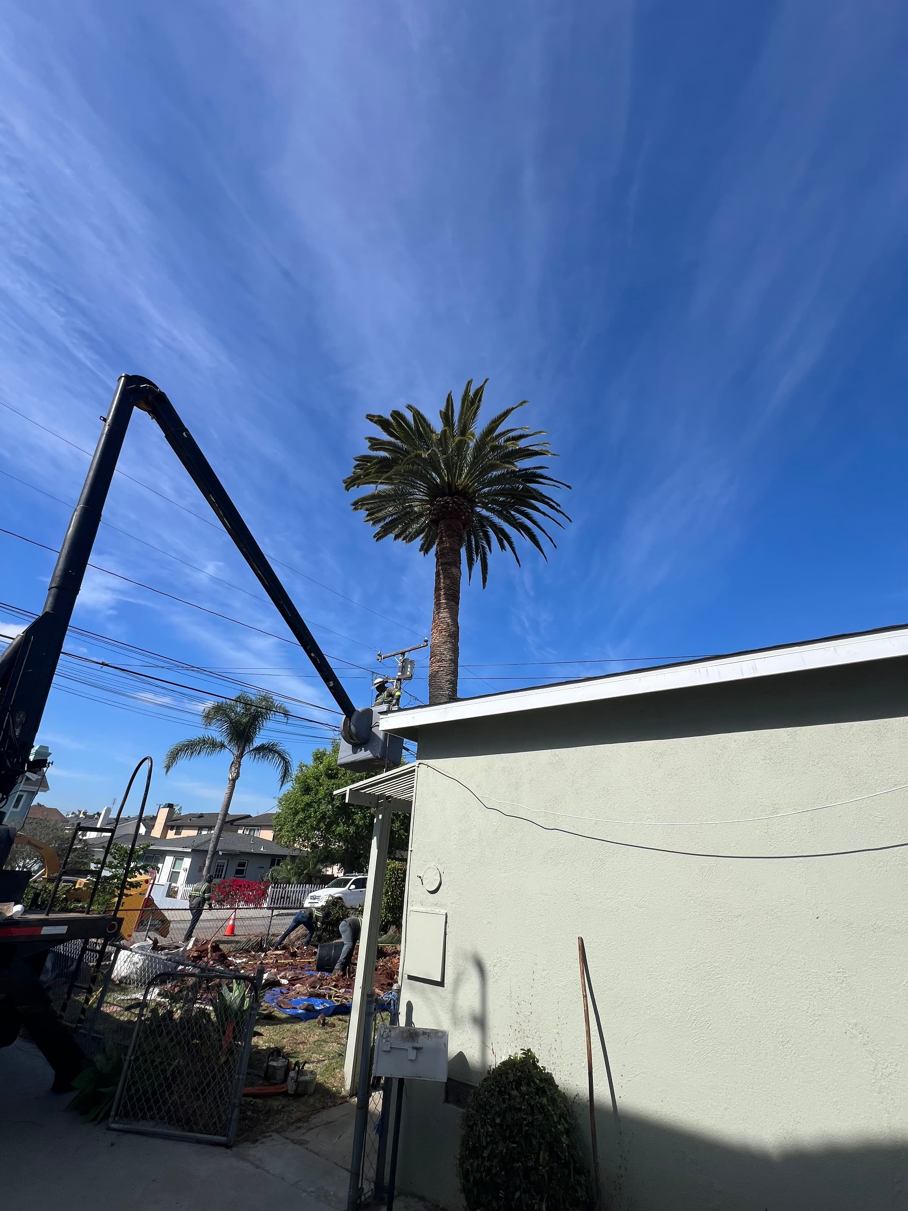 Boom lift reaching a tall Canary palm for trimming