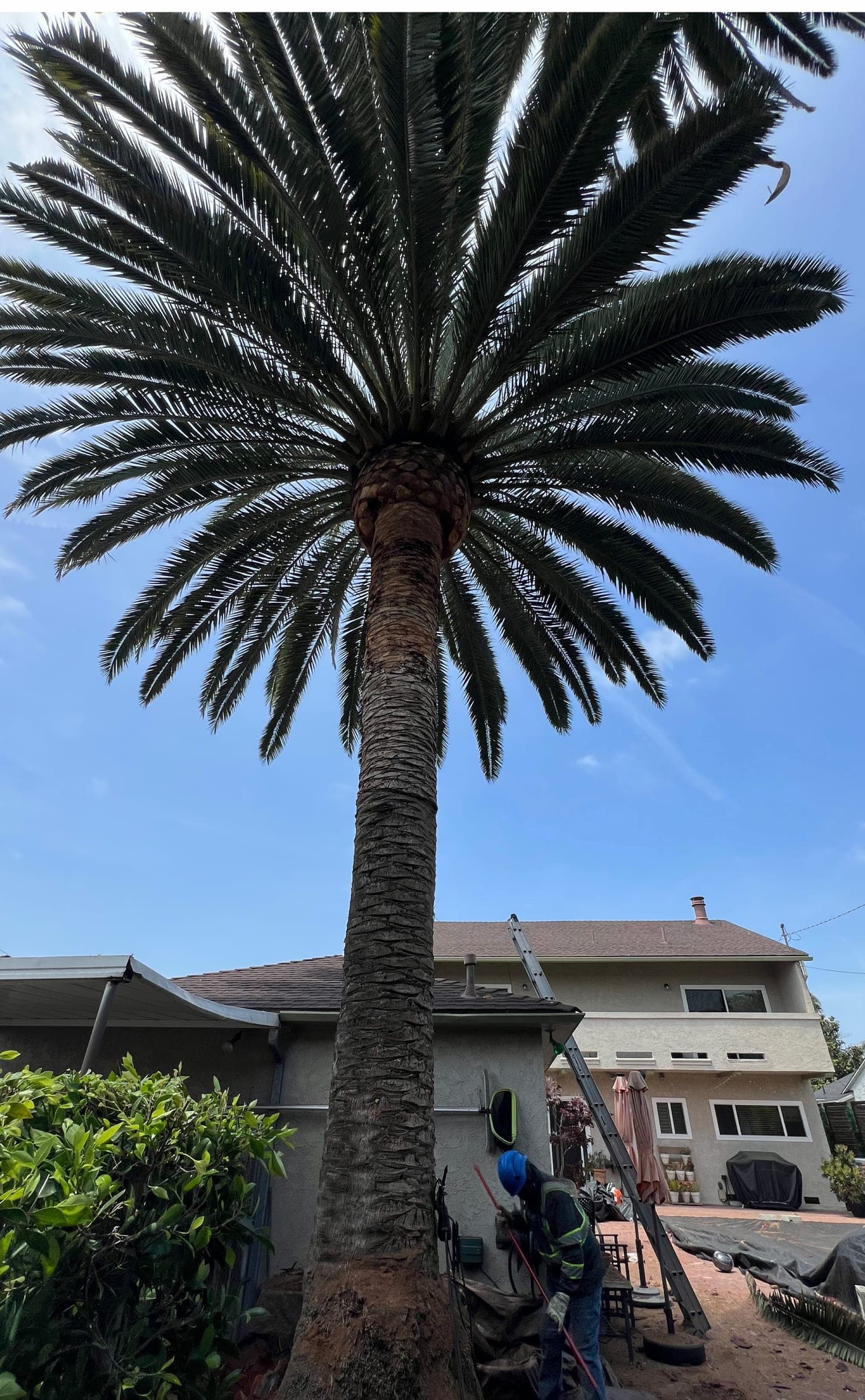 Canary Island date palm — after (Full clean & skin)