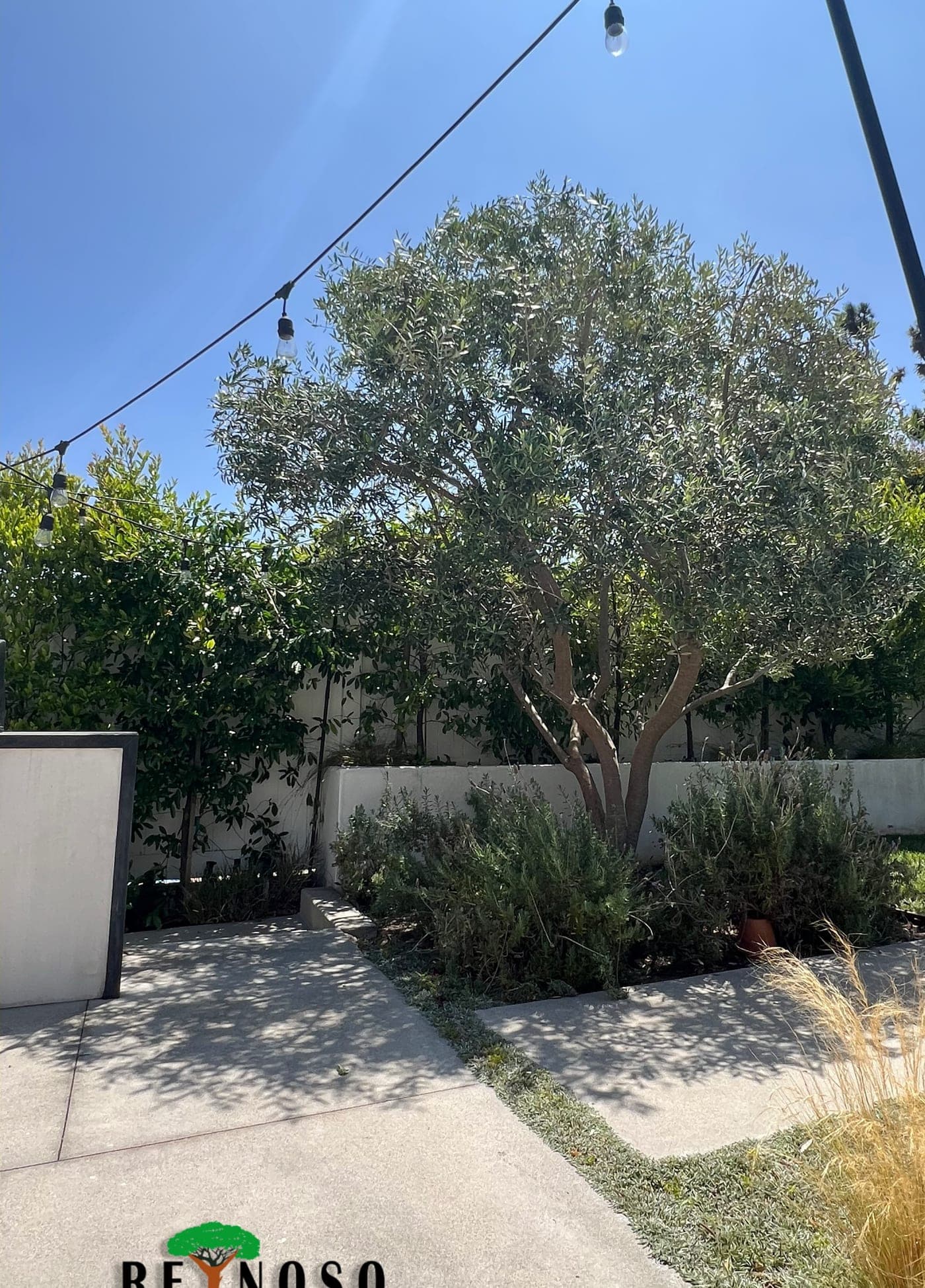 Olive trees — after (Crown raise & crown thin)