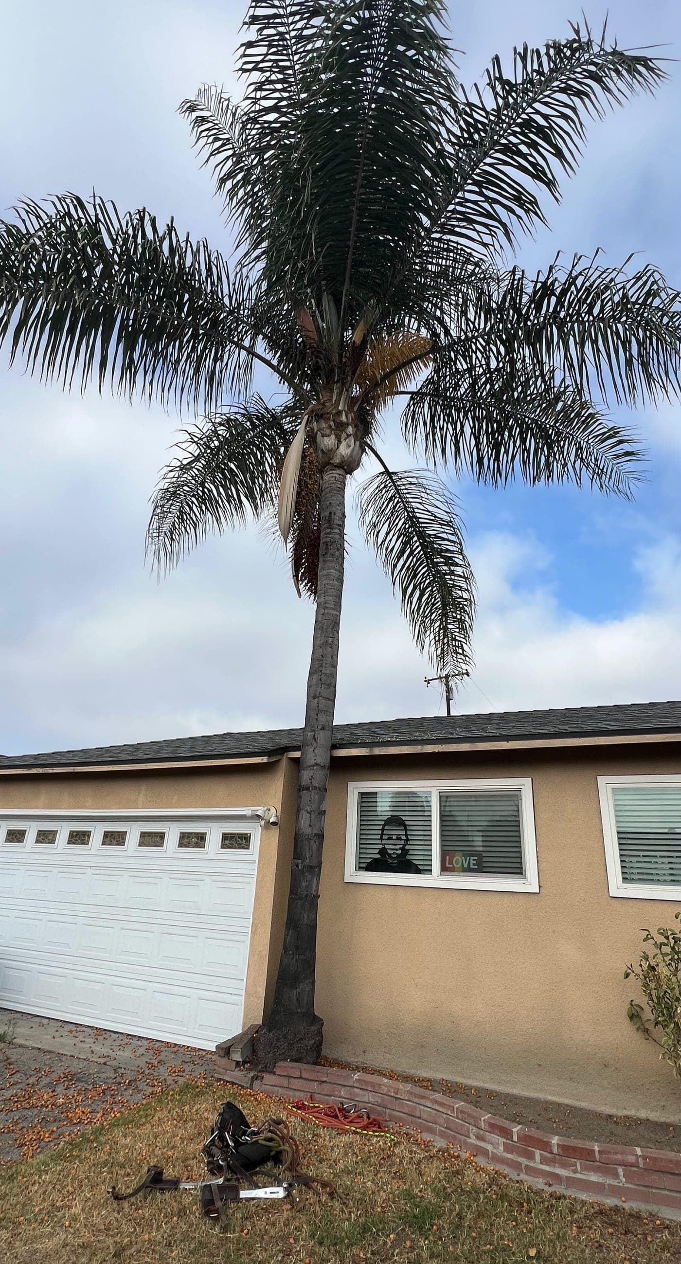 Queen palm — before (Trim & seed removal)
